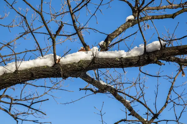 Větev pokrytá roztaveným sněhem — Stock fotografie