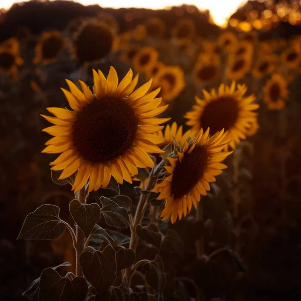 A FIELD OF SUNFLOWERS AT SUNSET, BEAUTIFUL COUNTRYSIDE IN THE MIDDLE OF NATURE — Stock Photo, Image