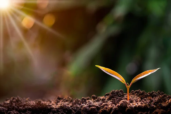 Agricultura Crescimento Sequência Plantas Jovens Com Luz Solar Matinal Fundo — Fotografia de Stock