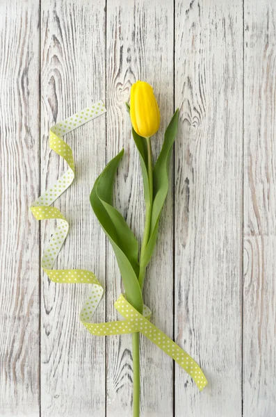 Gele tulp met lint — Stockfoto