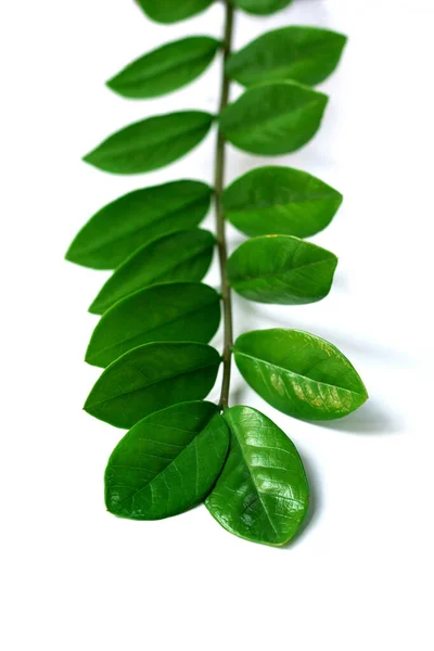 Palmera Aromática Zamioculcas Zamioculcas Árbol Zamifolia Creciendo Sobre Fondo Blanco — Foto de Stock