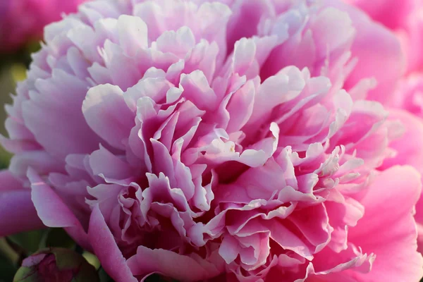 Pembe çiçek