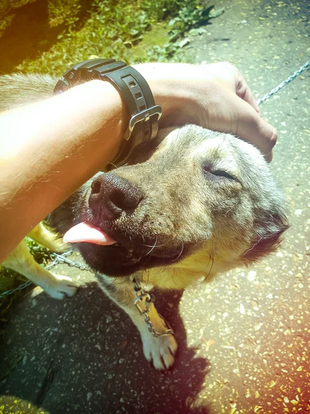 Gülümseyen Köpek