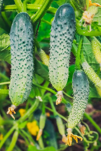 The maturation of cucumber — ストック写真