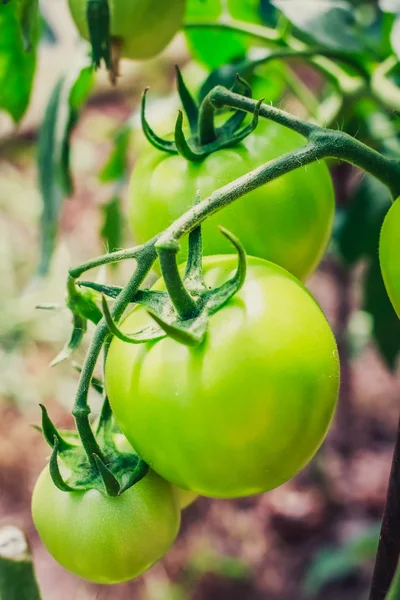 the maturation of tomatos