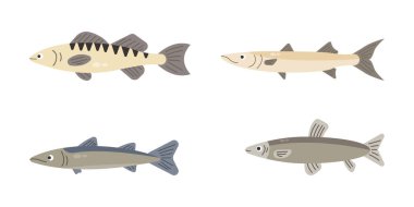 Nehir balığı seti. Beyaz arka planda izole edilmiş balık. Vektör illüstrasyonu.