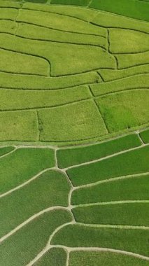 Yeşil pirinç tarlası manzarasının hava aracı fotoğrafçılığı. Çimenli ve desenli doğal tarlaların en üst görüntüsü. Tayland 'da tarım arazisi üzerinde İHA' dan ateşlenmiş.