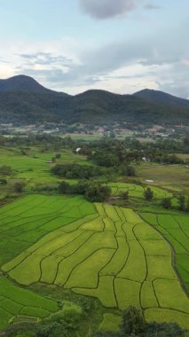 Yeşil pirinç tarlası manzarasının hava aracı fotoğrafçılığı. Çimenli ve desenli doğal tarlaların en üst görüntüsü. Tayland 'da tarım arazisi üzerinde İHA' dan ateşlenmiş.