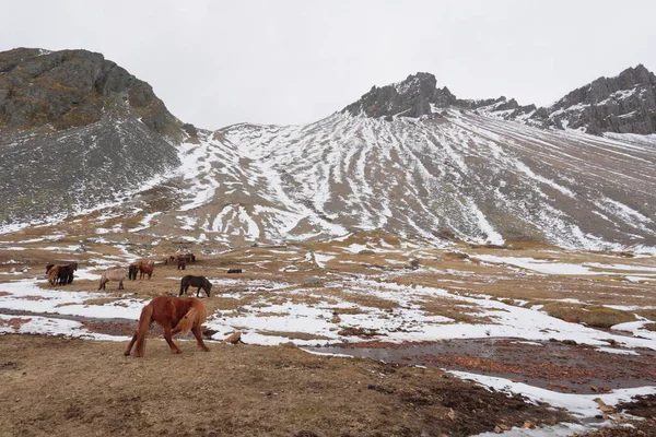 バイキング村映画のためのプロップ ホフン アイスランド 2017年4月14日 アイスランドを11日間の4 4往復の写真 4日目 ホフンからレヤルフィヨルドへ 象徴的な場所をストッキング — ストック写真