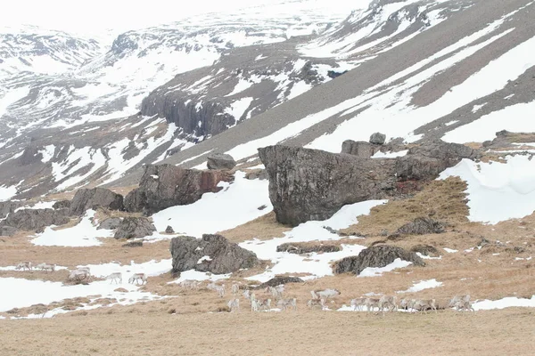 Hofn, İzlanda, Nisan. 14, 2017. İzlanda 'ya yapılan 11 günlük bir gezinin fotoğrafları. Dördüncü gün. Hofn 'dan Reyarfjrur' a.