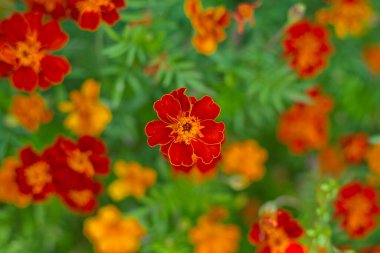 dekoratif arkaplan olarak kullanılacak kırmızı çiçekler