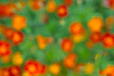 dekoratif arkaplan olarak kullanılacak kırmızı çiçekler