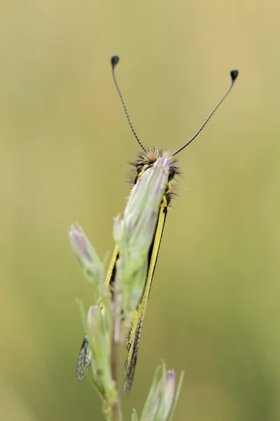 Libelloides coccajus — 图库照片