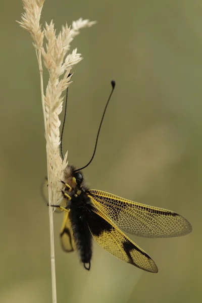 Espécie Libelloides longicomis — Fotografia de Stock