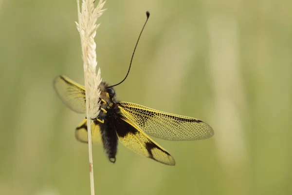 Libelloides longicomis türler
