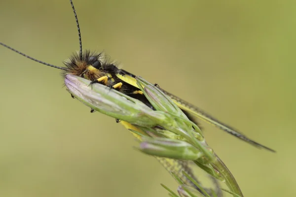 Libelloides coccajus виду — стокове фото