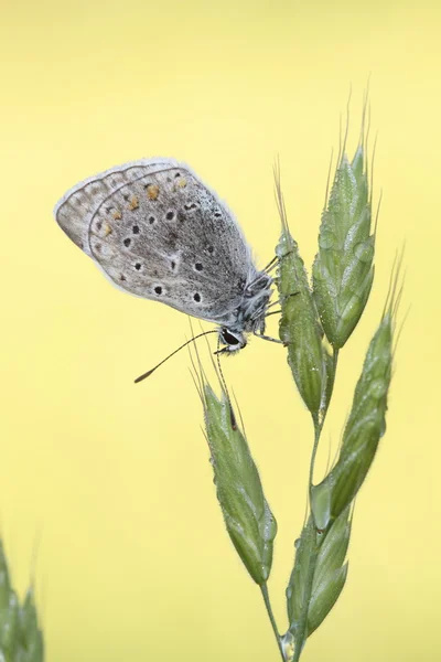 La belleza de las mariposas — Foto de Stock