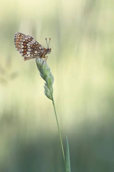 La belleza de las mariposas — Foto de Stock