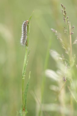Tırtıllar güzelliği