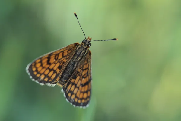 La belleza de las mariposas — Foto de Stock