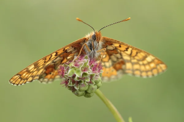 The beauty of butterflies — Stock Photo, Image