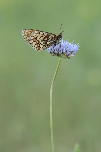 La belleza de las mariposas — Foto de Stock
