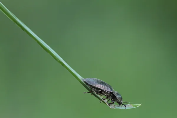 切割的方式 — 图库照片