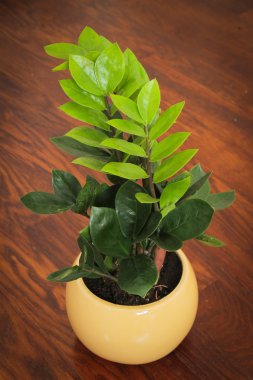 Bir ahşap zemin üzerinde renkli Çiçek Aranjman