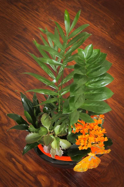 Kleurrijke bloemen regeling op een houten vloer — Stockfoto