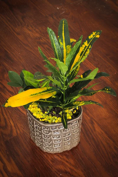 Colorful floral arrangement on a wooden floor — Stock Photo, Image