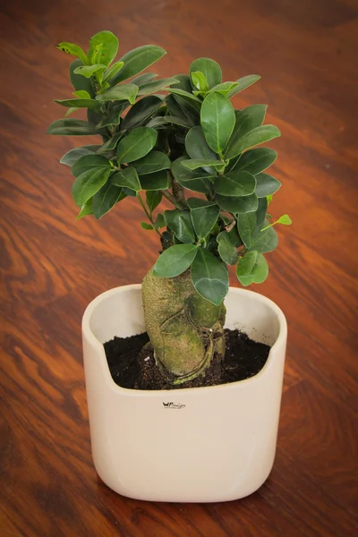 Colorido arreglo floral en un piso de madera — Foto de Stock