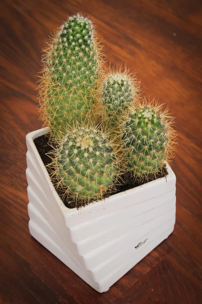 Farbenfroher Blumenschmuck auf einem Holzboden — Stockfoto