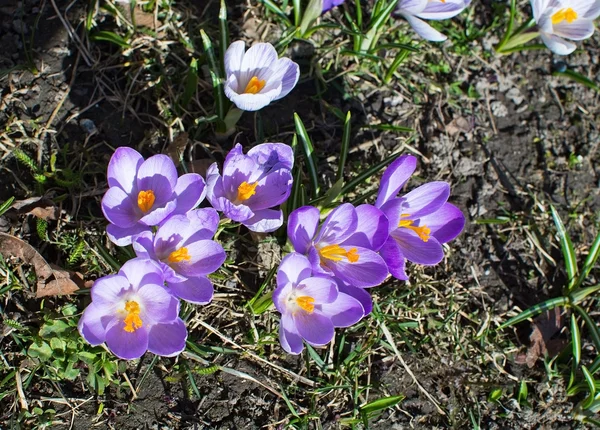 Flowerbed Çiğdem ile — Stok fotoğraf