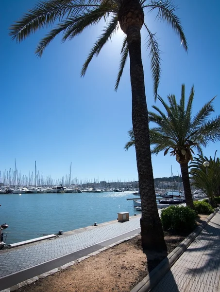 Ruta en bicicleta junto al mar con puerto deportivo y palmeras — Foto de Stock