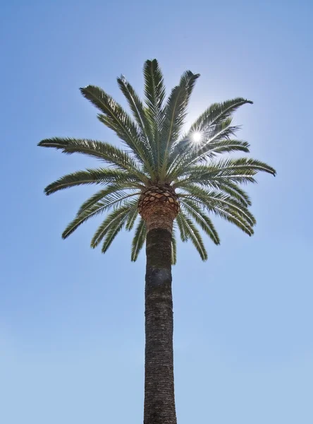 Palmiye ağacı yıldızlı güneş ile — Stok fotoğraf