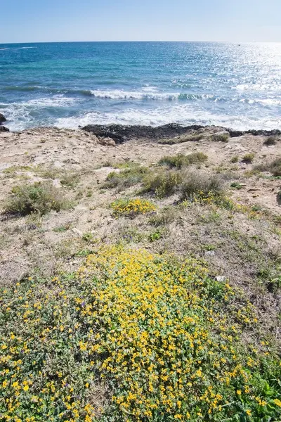Blommande våren seaside stenar — Stockfoto