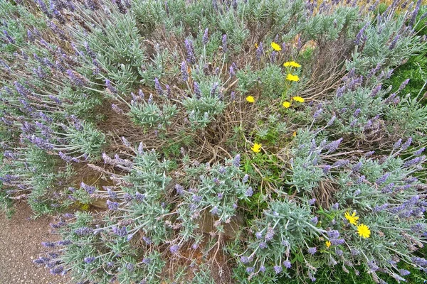 Lavender and yellow daisies — Stock Photo, Image