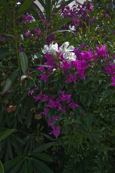 Fleurs de bougainvilliers blanches roses — Photo