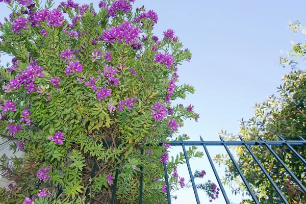Pembe çiçekler bahar bush — Stok fotoğraf