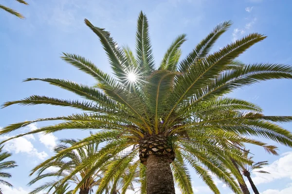 Palmera soleada — Foto de Stock