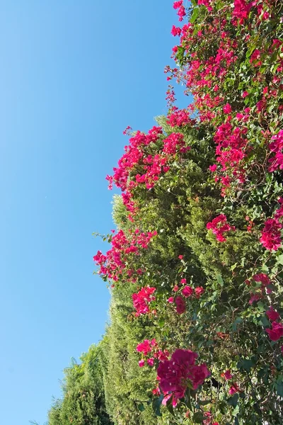 Red flowers blue sky — Stock Photo, Image