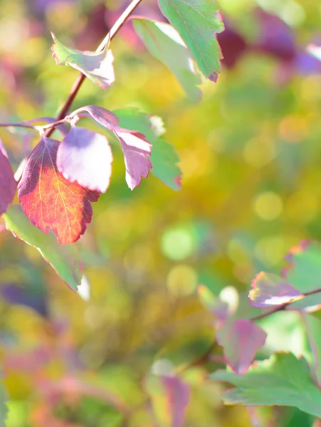 Coloré automne fond bokeh — Photo
