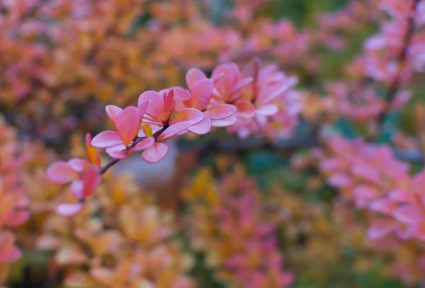 ใบไม้ร่วงสีชมพู — ภาพถ่ายสต็อก