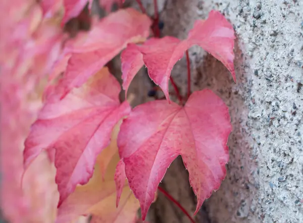 Lierre rouge Parthenocissus quinquefolia — Photo