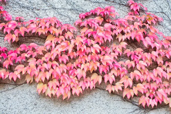 Lierre rouge Parthenocissus quinquefolia — Photo