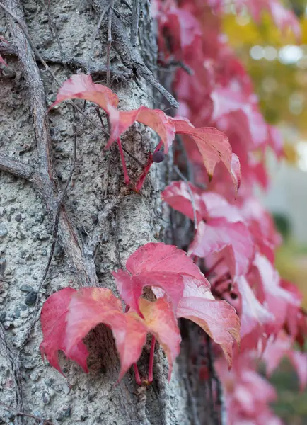 Lierre rouge Parthenocissus quinquefolia — Photo