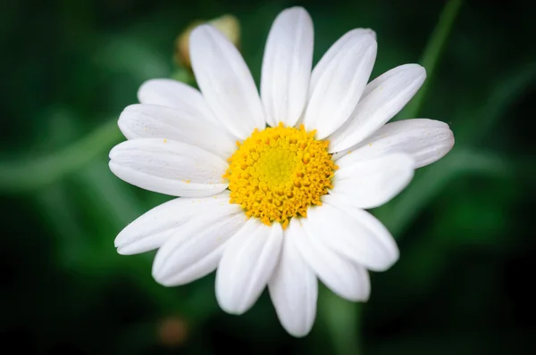 Buey ojo Margarita Bellis Perennis — Foto de Stock