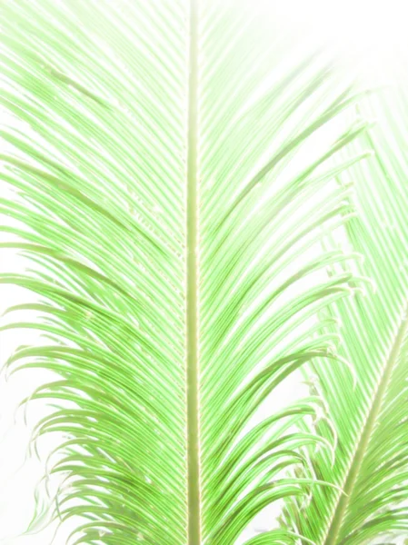 Folha de palma abstrato — Fotografia de Stock