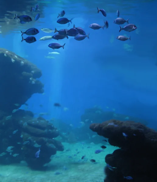 Acuario con escuela de peces — Foto de Stock