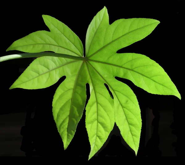 Monstera 잎 절연 — 스톡 사진